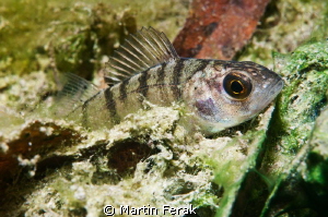 Young perch from Bodiky arm of Danube river by Martin Ferak 